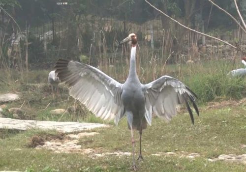 चराचुरुङ्गीकाे आकर्षणको केन्द्र बन्दै लुम्बिनी, जाडाे छल्न साइबेरियाबाट पनि आउँछन् चरा