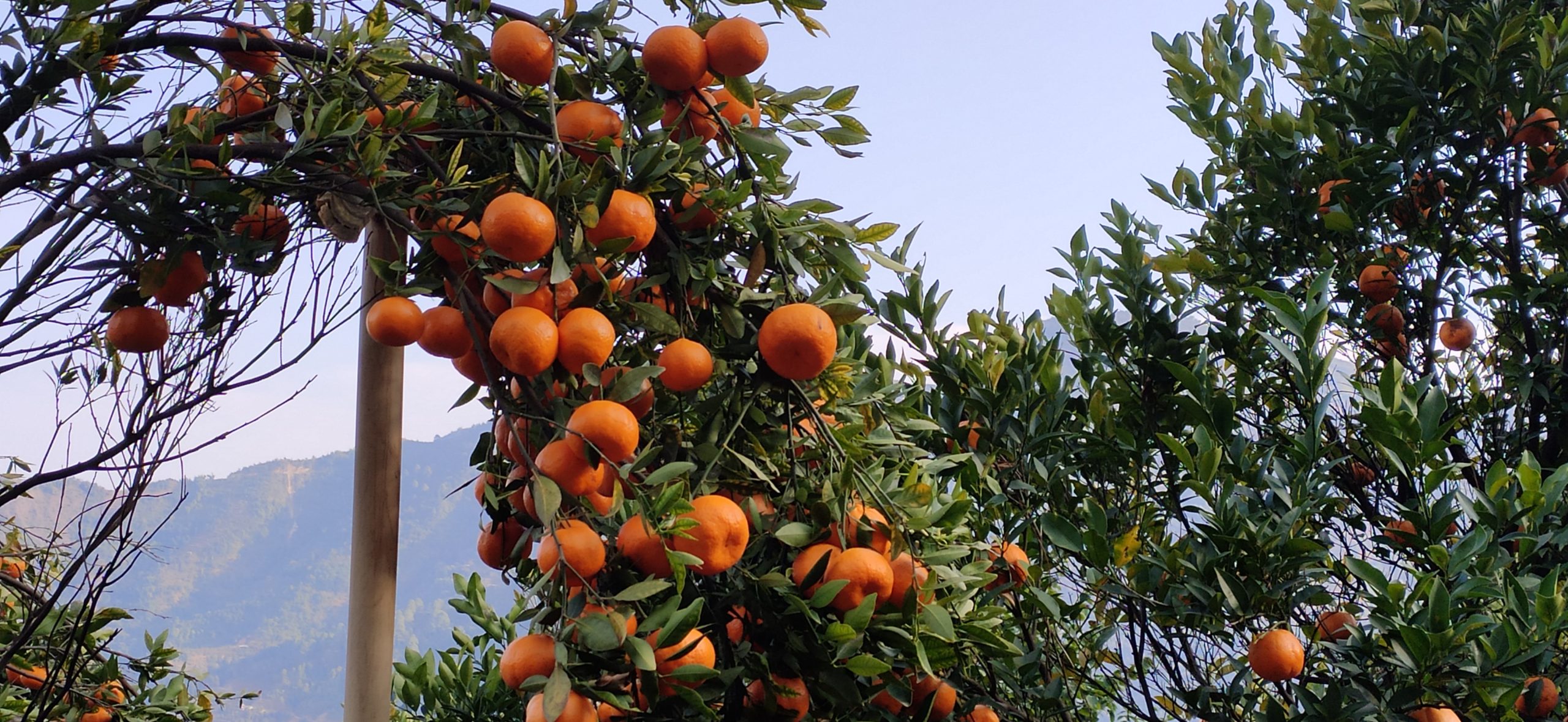 यातायातको सुविधाले व्यावसायिक सुन्तला खेतीमा किसानकाे आकर्षण