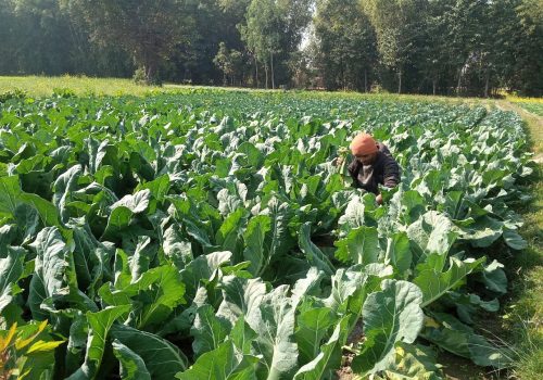 यस वर्ष काउलीको मुल्य राम्रो, किसान उत्साहित