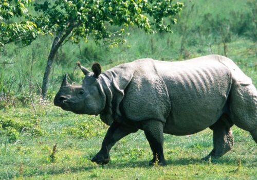 गैँडा संरक्षणसम्बन्धी अन्तर्राष्ट्रिय छलफल