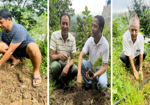 धादिङबेशी सुगमटोल शेराहा कान्लामा बृक्षारोपण