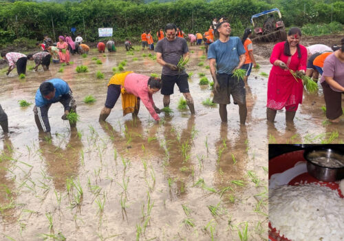 आज असार १५ : धान दिवस, दही चिउराको सांस्कृतिक पर्व मनाइँदै