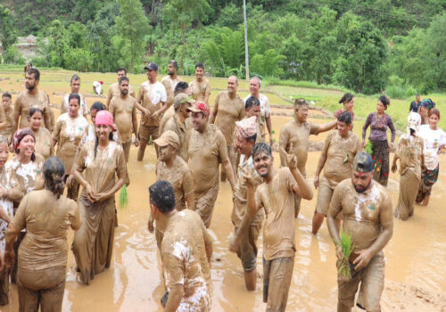 सिद्धलेकमा रोपाइँ महोत्सव